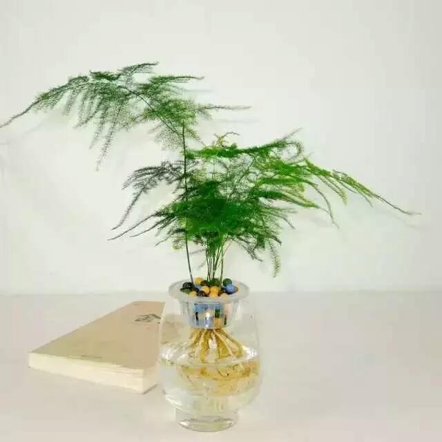 芦荟开花，总以为芦荟不会开花（芦荟开花图片 什么预兆）