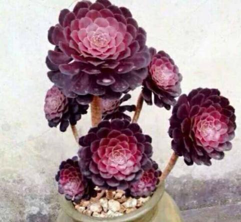 美杜莎法师怎么养，定期用上“2种药”