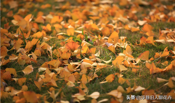 蔷薇花冬天掉叶子是怎么回事冬天掉叶子解决办法，蔷薇为什么会干枯掉叶子（冬天植物老是黄叶掉叶，怎么办）