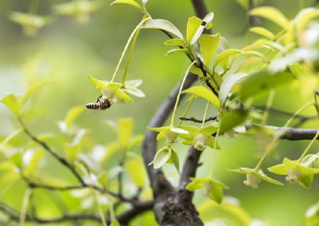 金弹子开花期间怎样管理，金弹子开花期间如何管理（金弹子进入花期）