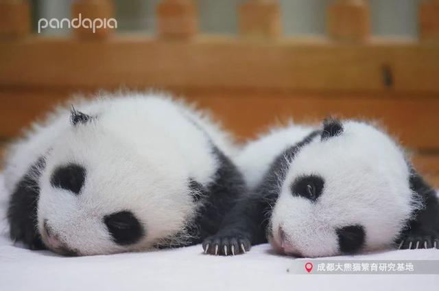 花柄花梗茎的区别，花梗和花茎的区别（一树一树的花花花花花花开）