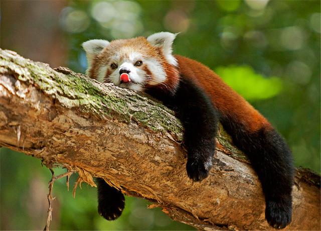 环纹(环纹华游蛇),大尾巴长有九个环状斑纹(环纹华游蛇)