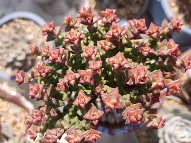 红唇多肉如何养，红唇多肉怎么养出多头（阳台党一样可以养出漂亮的多肉）