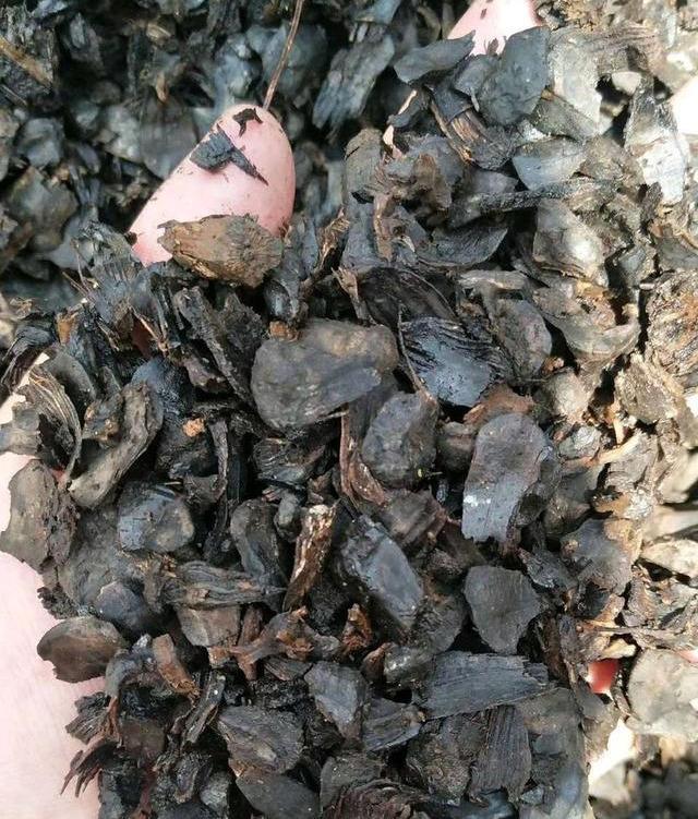 松子树长什么样，松树的特点（扔花盆就是“小盆景”）