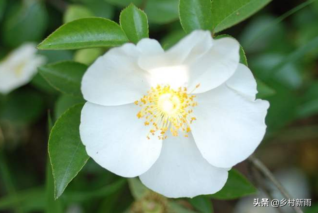 白色山茶花图片，野山茶花是怎样的（每日春花，山茶花）