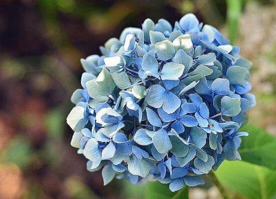 绣球花的花语是什么，绣球花什么时候开花（绣球花的寓意及象征）