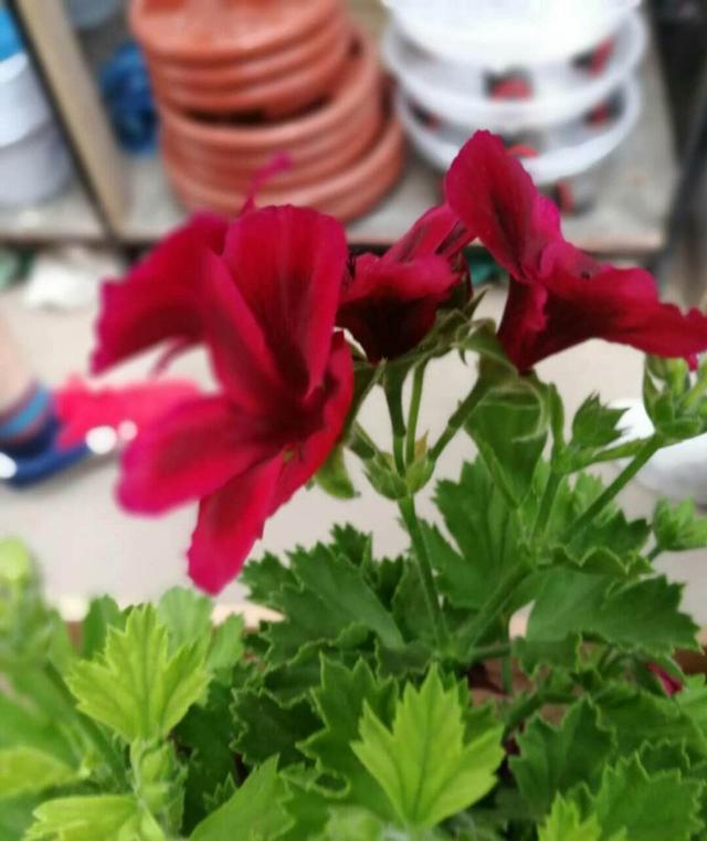 栀子花花期，栀子花花期几月份（买回家就是交“智商税”）