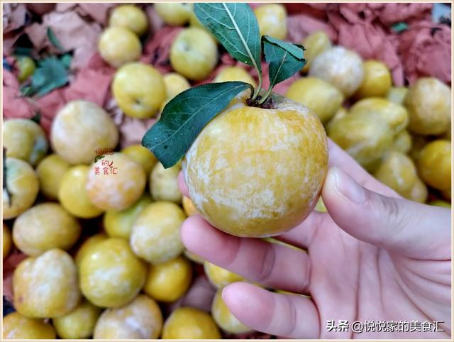 红布李的营养价值，红布李产地哪里的最好（避免买到又软又空的催熟李）