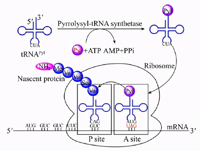 trna在哪里合成，tRNA在哪里合成（非天然氨基酸抗体偶联技术解析）