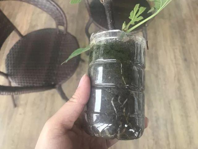 鲜无花果保存方法，鲜无花果如何储存（想养“无花果”）