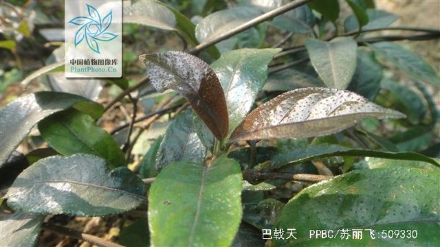 巴戟天的功效，巴戟天泡水喝的正确方法（中药材巴戟天）