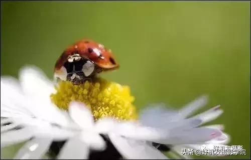 蜻蜓的复眼是怎么回事，蜻蜓的复眼是干什么用的（不妨从这7个方面注意一下）