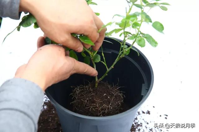 月季夏季修剪技巧天狼说月季，天狼说月季丨谁说月季度夏难