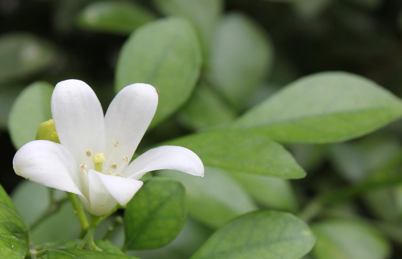 九里香花语是什么，九里香花语是什么意思（九里香的花语你知道多少呢）