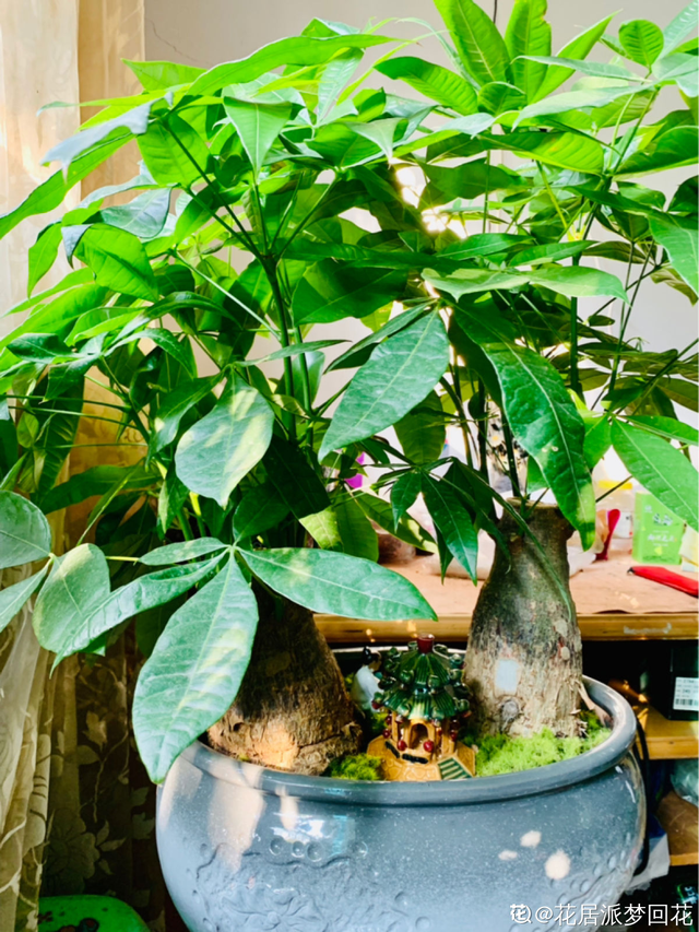 十大吉利招财的花，十大吉利招财的花树（招财寓意植物大盘点）