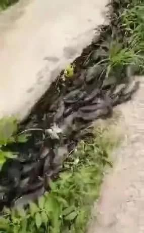 巴毛鱼怎么做好吃，毛鱼怎么做好吃（近日暴雨导致广东上千条鱼跳上岸）