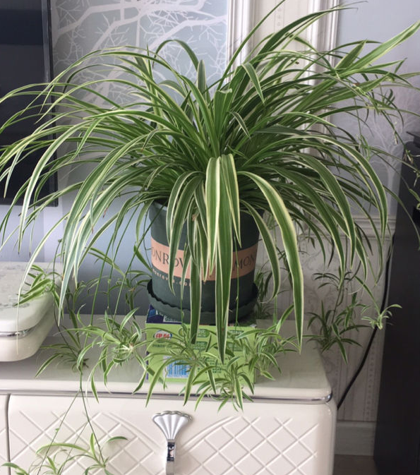 1823是什么意思，1823是什么意思肖战（其实跟兰花没一毛钱关系）