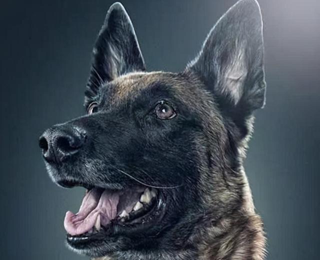 最认主人的狗排名，最认主人的狗排名是怎样的（它们一生只认一位主人）