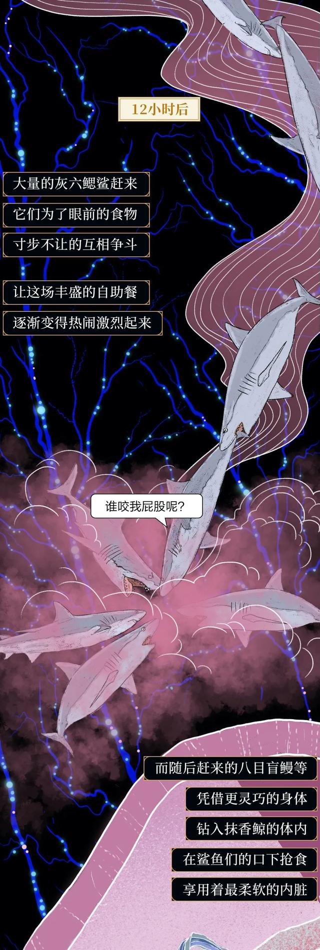 一鲸落万物生什么意思，万物生是什么意思（深入解析什么是“一鲸落）