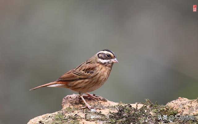 一个东一个鸟怎么读，一个东一个鸟怎么念（见过好多鸟名生僻字）