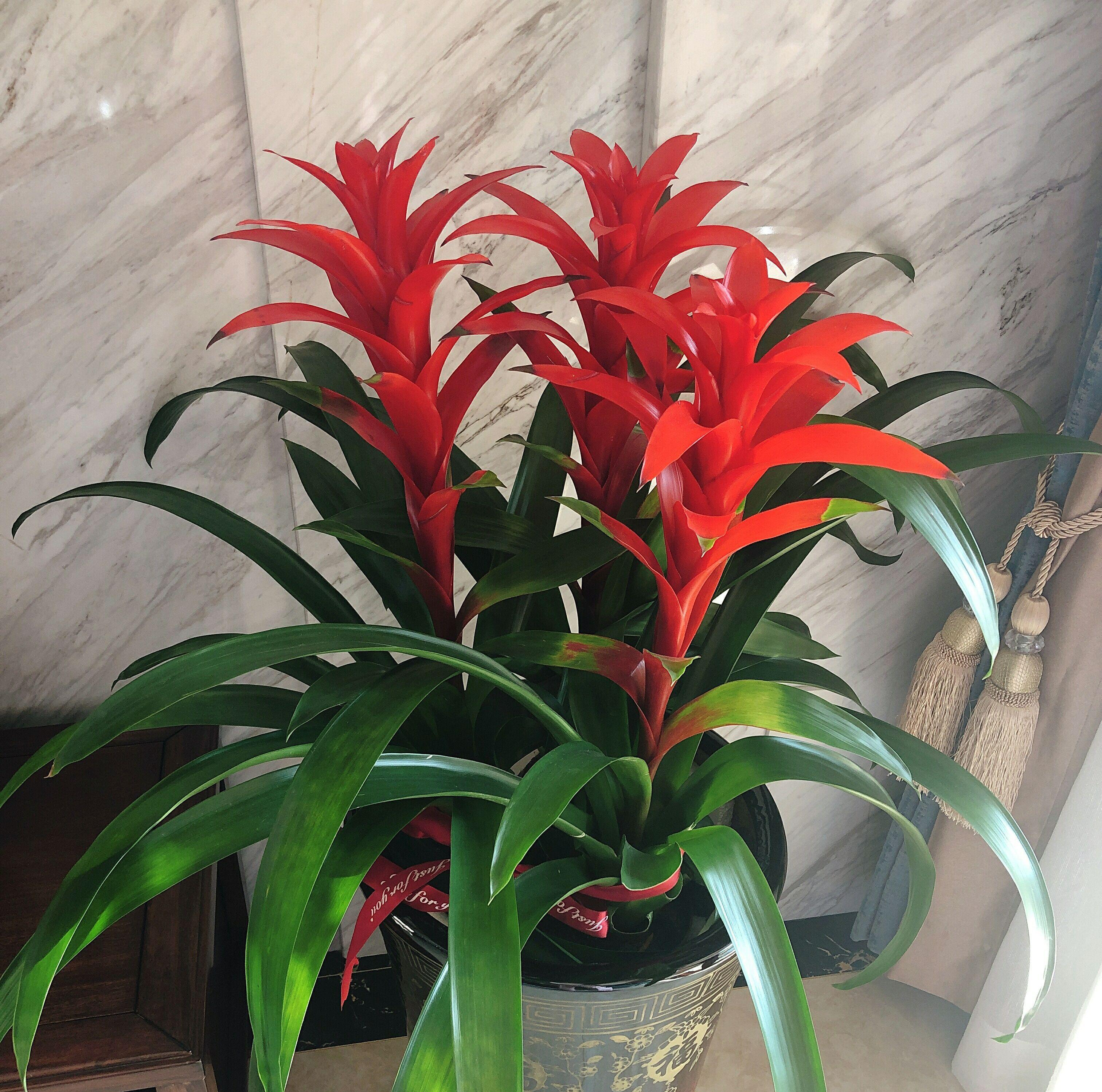 让家里变旺的风水植物,5种花"特吉利" - 玉三网