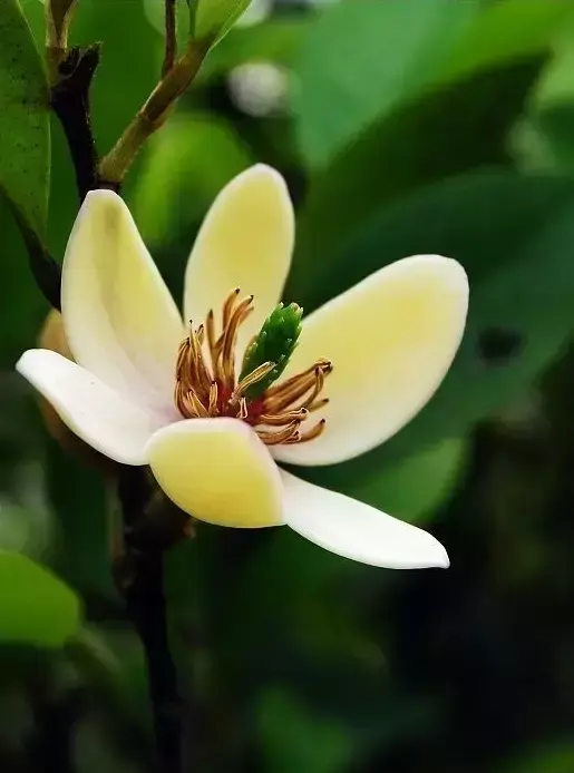 各种花开放的时间（100种常见花的花开时间附图）