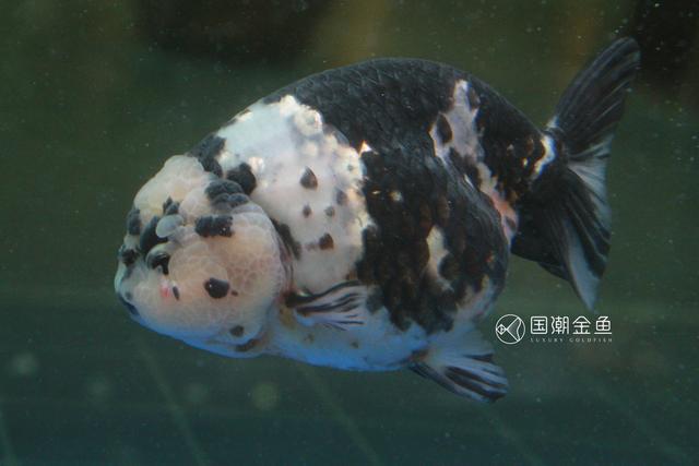 困水的正确方法，鱼缸怎么换水（把好金鱼成长的每一关）