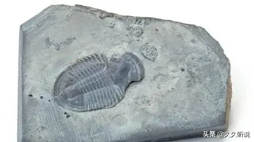 化石的形成，化石是如何形成的（地球远古的那些动物需要什么条件才能形成化石）