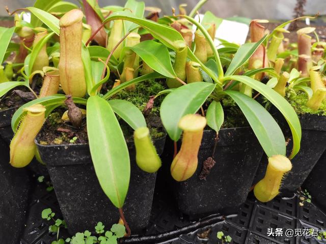 猪笼草（猪笼草图片，不同的生长状态（猪笼草的草的图片）