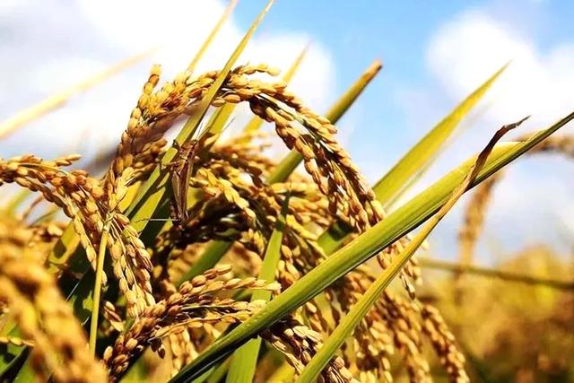 干饭是什么意思，网络词干饭是什么意思（中国干饭地图：天南海北）