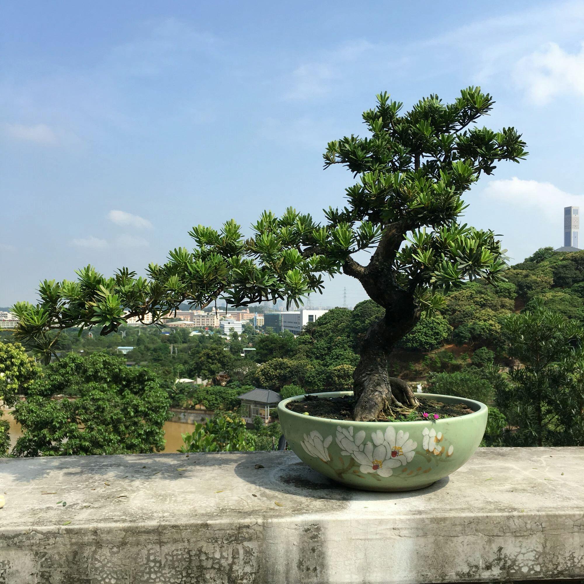 罗汉松叶子发黄干枯是什么原因，罗汉松叶子发黄干枯还能活吗（罗汉松盆景的松针叶子发黄了怎么回事）