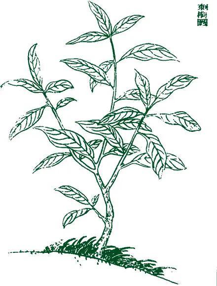 棪字取名的寓意，洤字取名的寓意（上古时期的神兽现在还有几个）