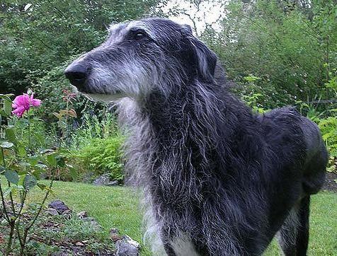 苏格兰猎鹿犬多少钱 苏格兰麋鹿猎犬