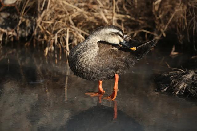 野鸭的种类有哪些，野鸭子有哪几种（TA就是野鸭中最靓的仔）