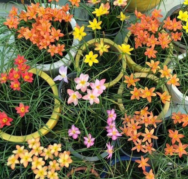 雨水是酸性还是碱性，正常雨水是酸性还是碱性（下雨多淋“雨水”）