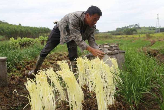 韭黄是什么东西，韭黄到底是什么（被誉为“菜中黄金”）