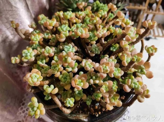 香草兰花怎么养，香兰草怎么种植（屋里养盆“香水花”）