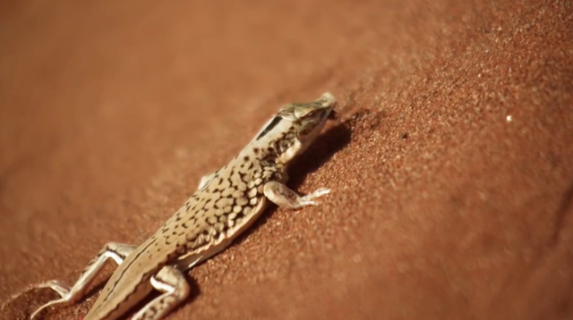 蜥蜴人为什么怕中国，蜥蜴人对华夏文明的巨大影响（农村中的蜥蜴越来越少）