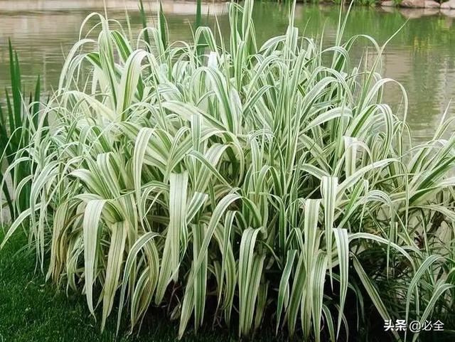 水生植物有哪些，常见的水生植物有哪些（水生植物大全）
