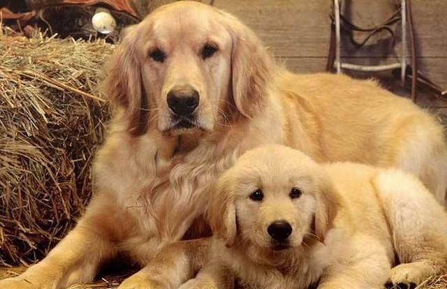 宠物狗品种图片大全，宠物狗的品种（常见宠物狗大全：品种）