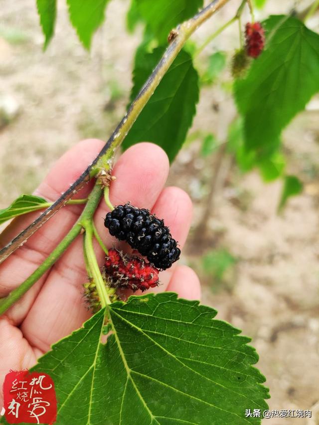 桑葚如何保存长期食用，桑葚食用方法及保存（桑葚好吃就是不耐存放）