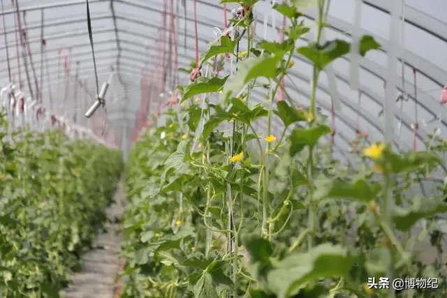 玉菇甜瓜的功效与作用，玉菇甜瓜的营养（“玉菇”甜瓜就要上市）