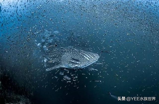 鲸鲨和虎鲸谁厉害，最大的鲸鲨到底有多大（在人类面前不堪一击）