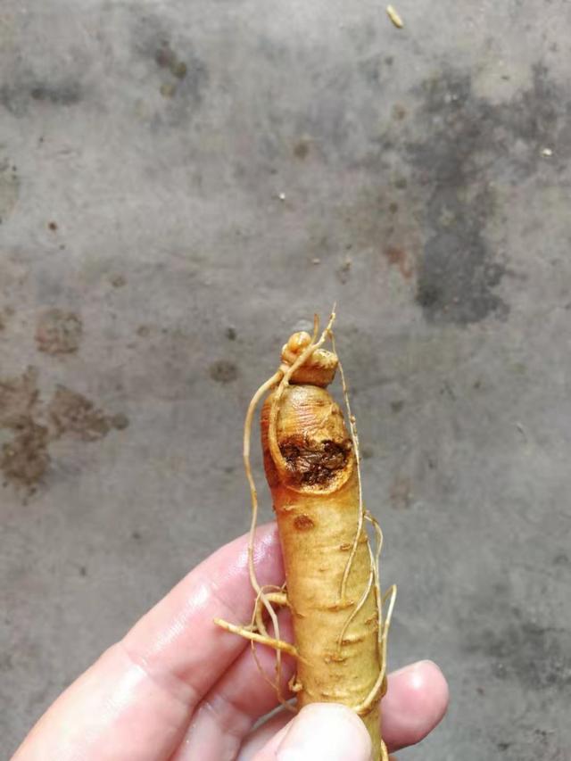 鲜人参泡酒怎么泡，新鲜人参怎么泡酒（用鲜人参泡酒）