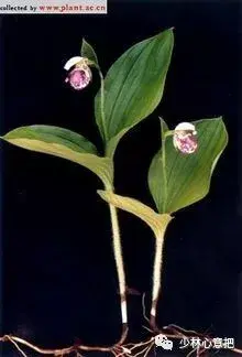 白牛胆的功效与作用，白牛胆的功效与作用禁忌（中药图片大全与功效）