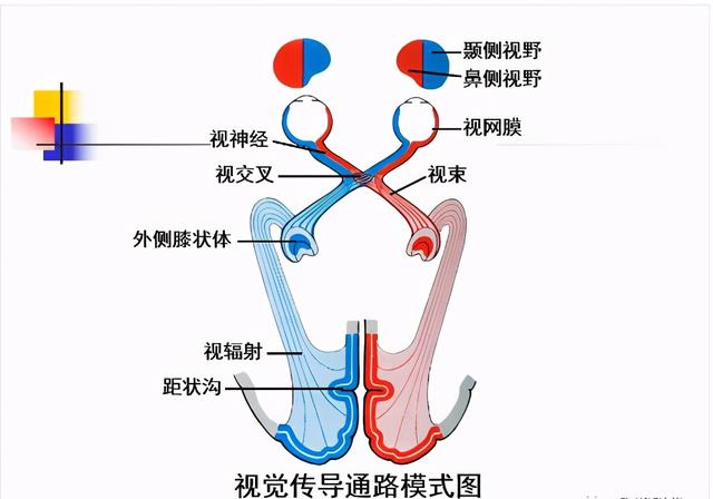大脑杏仁体解剖图，高清大脑解剖图谱
