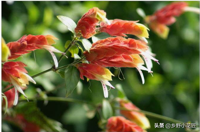 虾衣花怎么养，种植虾衣花有什么好处（这种外形酷似龙虾的家伙着实让人喜爱——虾衣花）