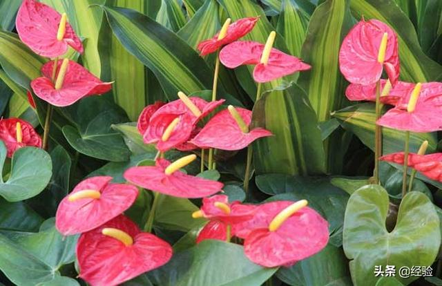 红掌的养护方法，红掌怎么养才能开花（红掌的养殖方法和注意事项）