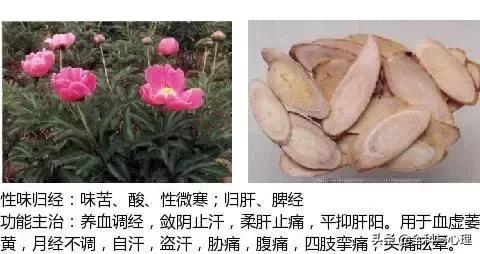 鸡肠风的功效与作用，史上最全中草药图谱