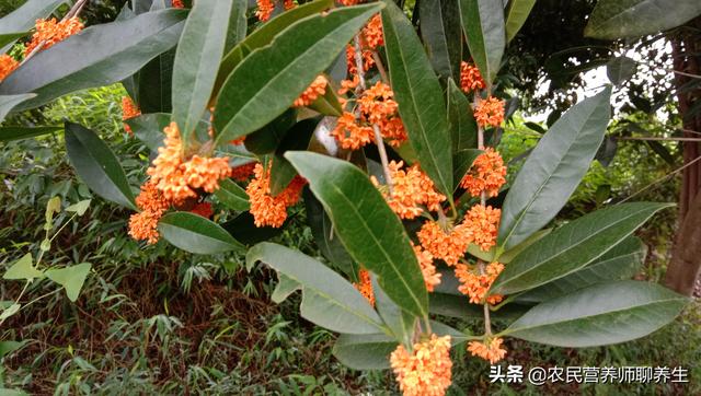 桂花果的作用及食用方法，桂花果的功效与作用（桂花树结果真是少见）